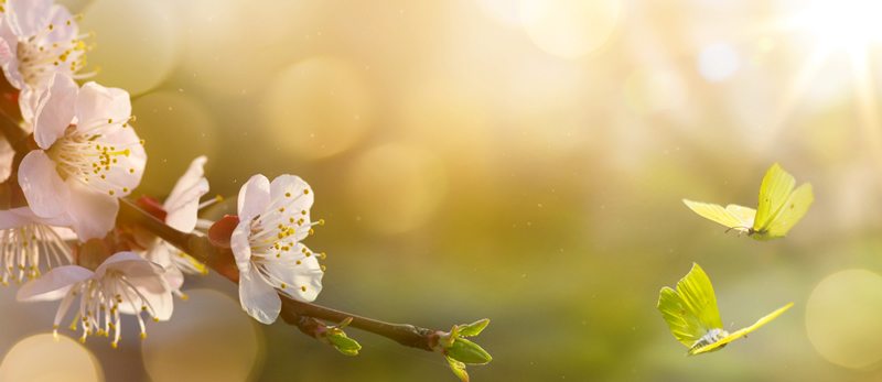 קולקציית אביב 2026